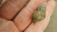 Muricidae