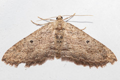 Austrocidaria