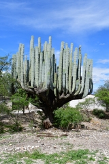 Pachycereus weberi