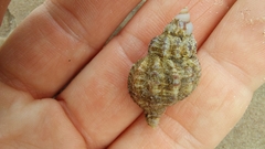 Muricidae