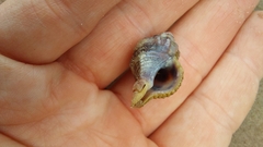 Muricidae