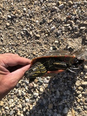 Chrysemys picta bellii