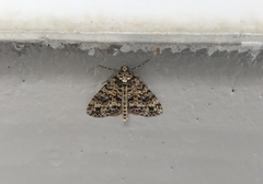 Pseudocoremia monacha