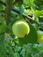Malus sylvestris
