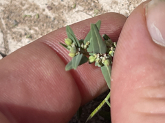 Euphorbia polycarpa