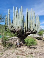 Pachycereus weberi
