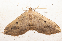 Austrocidaria