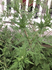 Ambrosia psilostachya