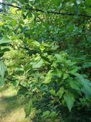 Malus sylvestris