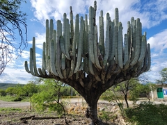 Pachycereus weberi