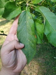Malus sylvestris