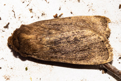 Bityla defigurata