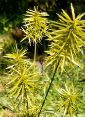 Cyperus strigosus