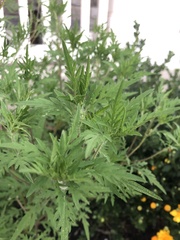 Ambrosia psilostachya