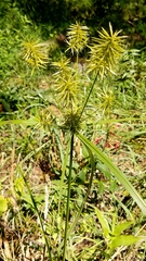 Cyperus strigosus