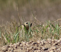 Urocitellus richardsonii