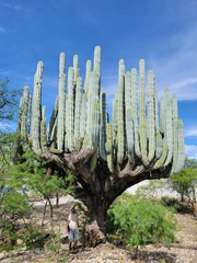 Pachycereus weberi