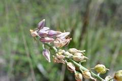 Hemiphylacus mahindae