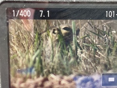 Urocitellus richardsonii