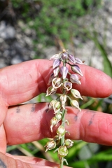 Hemiphylacus mahindae