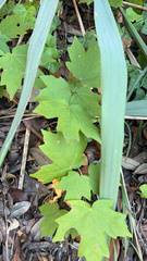 Acer floridanum