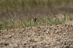 Urocitellus richardsonii