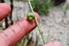 Hemiphylacus mahindae