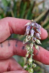 Hemiphylacus mahindae