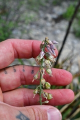 Hemiphylacus mahindae