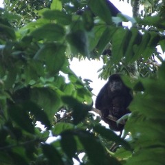Alouatta pigra