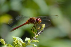 Sympetrum vicinum