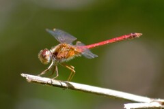 Sympetrum vicinum