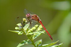 Sympetrum vicinum