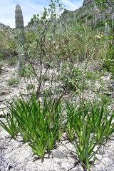 Hemiphylacus mahindae