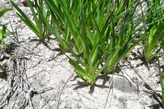 Hemiphylacus mahindae