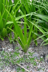 Hemiphylacus mahindae