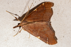 Deana hybreasalis
