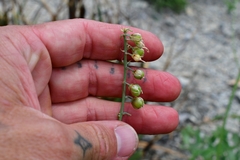 Hemiphylacus mahindae
