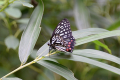 Hestina assimilis