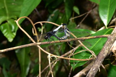 Orthetrum triangulare