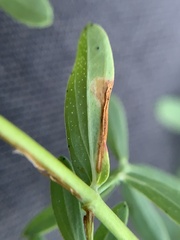 Caloptilia hypericella