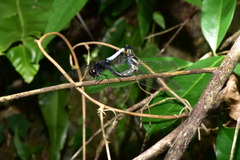 Orthetrum triangulare