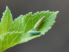 Graphocephala atropunctata
