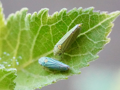 Graphocephala atropunctata