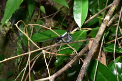 Orthetrum triangulare