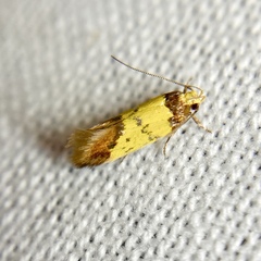 Morphotica mirifica