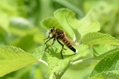 Promachus yesonicus