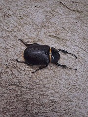 Cyphonistes vallatus