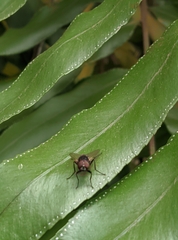 Hydrotaea