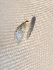 Hemerobius